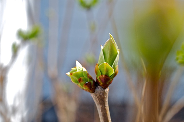 Budding lilac bush in early Spring