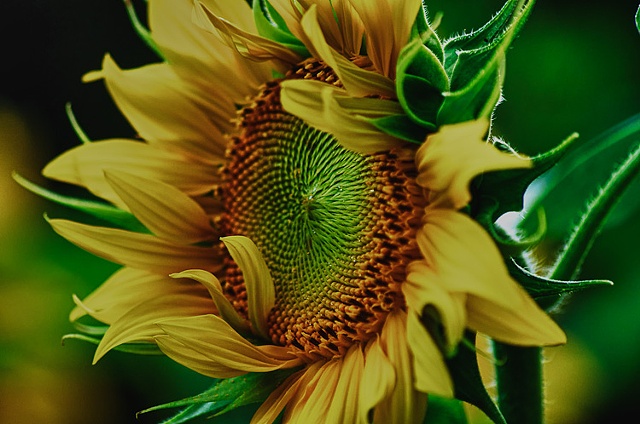 Sunflower macro image in high dynamic range (HDR)