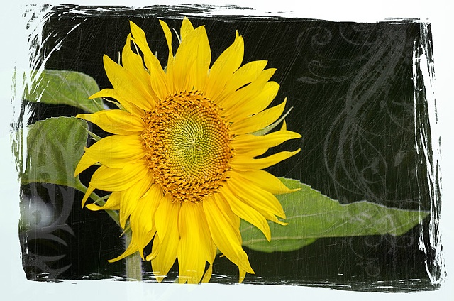 Artsy composite of single sunflower
