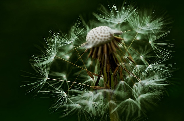 Dandelion at end of its life