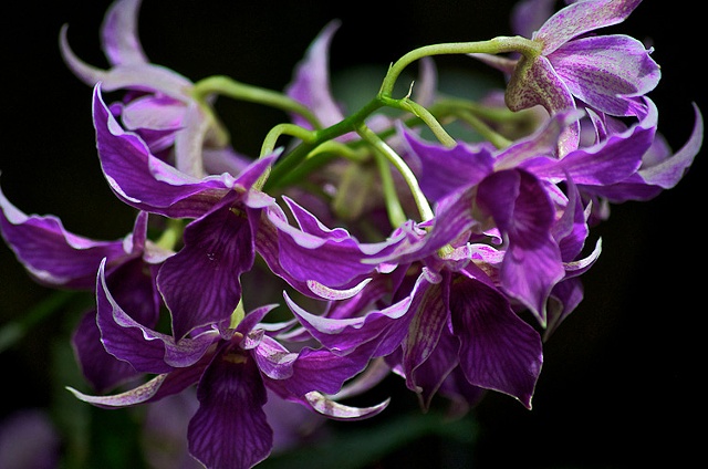 Purple Orchids at Longwood Gardens, PA