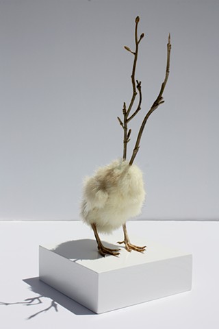 Sculpture of Taxidermy Karley Feaver by Karley Feaver