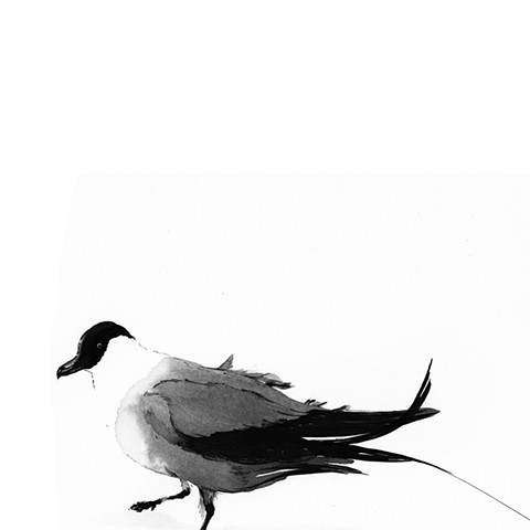 King of Birds - Long-tailed Jaeger