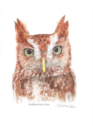 Screech Owl colored pencil portrait, Sue Betanzos Art, Screech owl, owl art, eastern screech owl, bird art, Sue Betanzos Design, colored pencil owl, colored pencil art, polychromos