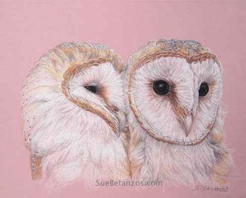 Barn Owl Love colored pencil portrait, colored pencil, Sue Betanzos, Valentines Day painting, Valentine bird, Valentine bird print, barn owl art, animal art, raptor art, colored pencil, suebetanzos design, animal artist, owl art