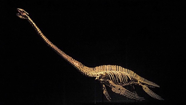 Skeletons and dinosaur exhibit at The Tellus Museum.