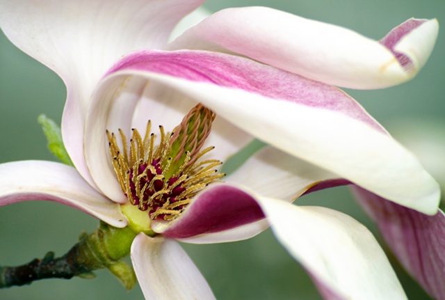 Floral art photography 'Magnolia' by Margaret Waage Photography. 