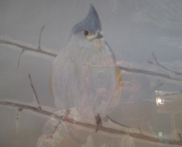 Blue Bird on a Snowy Day