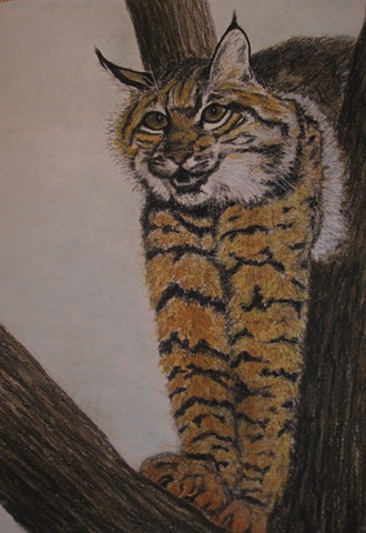 Golden Eyes--Lynx in a Tree