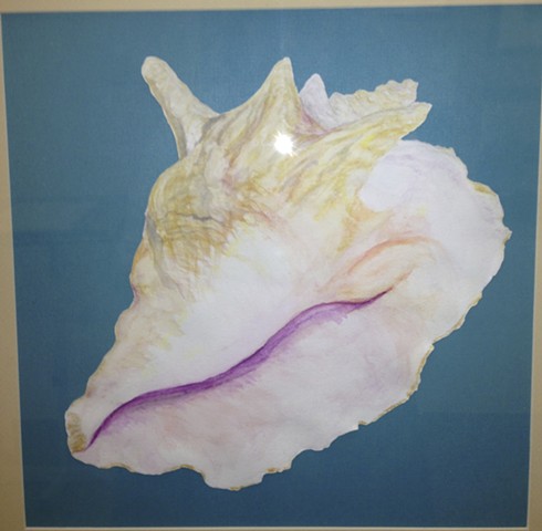 Conch Shell 2
