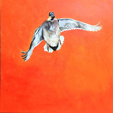 Orange Duck Mallard Animal Art Painting by Artist Katherine McClure