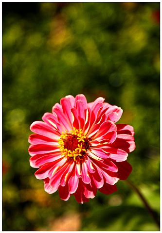 Flower, flowers, new orleans, flower photography, Crystal Shelton Photgraphy, Crystal Shelton, Pink Flower, Pink