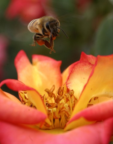 nature, bumble bee, bee, rose, save the bees, nature photography, 