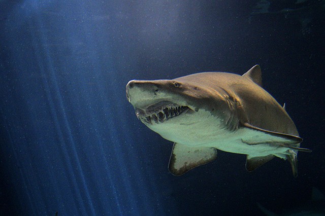 Shark, aquarium, nurse shark, underwater photography, photographic prints, 