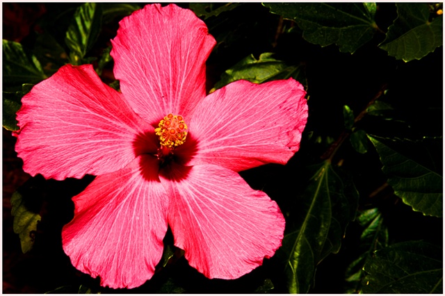 Flower, flowers, hibicus, new orleans, flower photography, Crystal Shelton Photgraphy, Crystal Shelton, Pink Flower, Pink