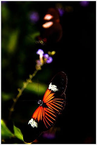 Butterflies, Butterfly, insects, insectarium, NOLA, NOLA insectarium, bugs, Crystal Shelton, Crystal Shelton Photography