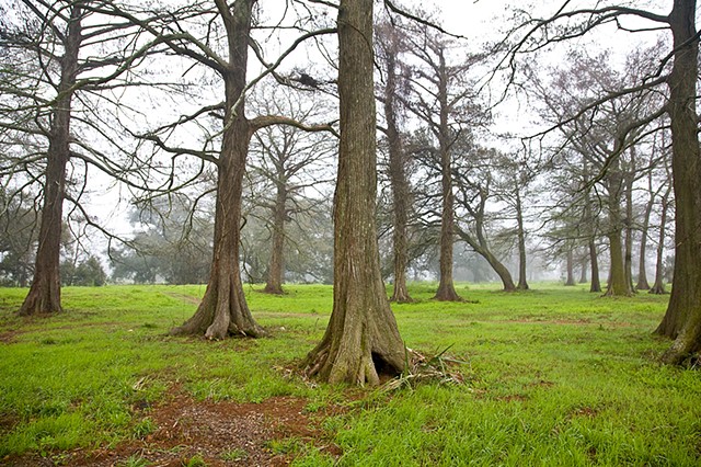 Louisiana, cypress trees, grove of trees, nature photography, landscape. new Orleans 