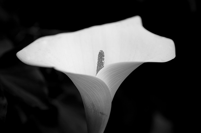 lily, Calla Lilly, Black and white photography, nature photography, flower, flowers, flower photography