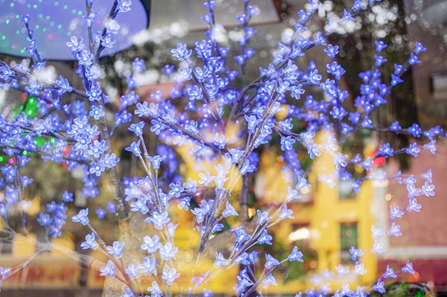 Blue Tree Lights, Bowery Window