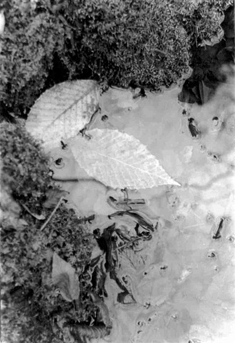 photography black and white print leaf leafs water ripples moss nature winter pond stream frost ice
