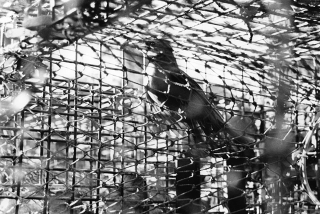 photography black white battery steel fort abandoned industrial cardinal trapped bird rescue lobster cage 