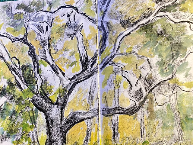 Marri Tree, Porongorups
