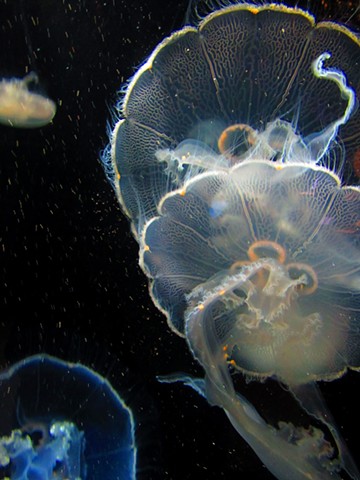 Jellyfish. Alaska SeaLife Center