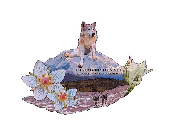 Discover Denali Arctic Flowers and Wolf