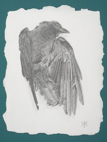 Dead Crow