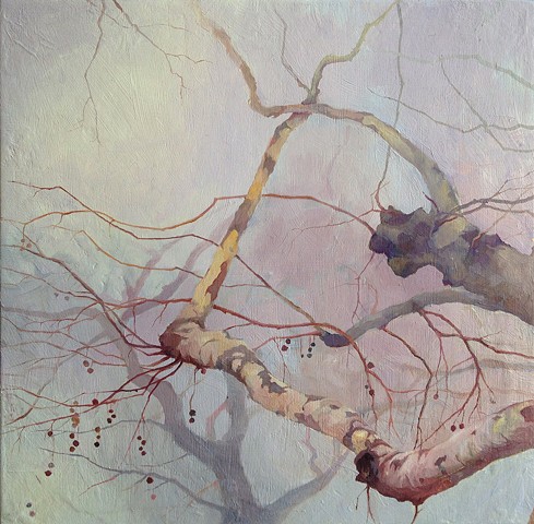 Sycamore #1