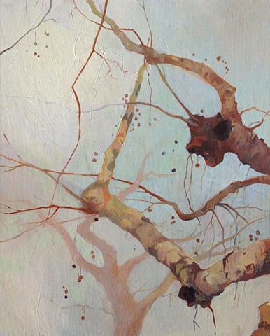 Sycamore tree