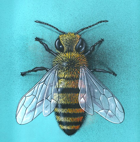 Turquoise Bee