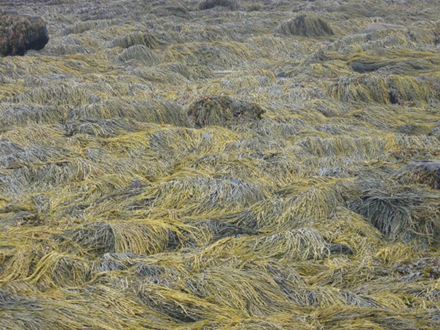 Photo of seaweed in Maine