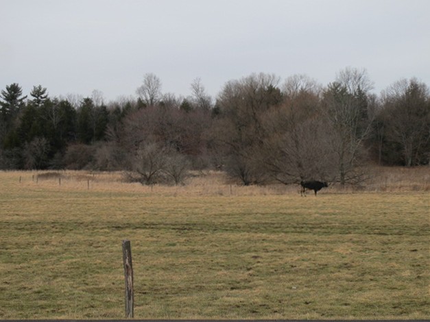 Lonely Cow, Fall Creek Road
Freeville, NY

