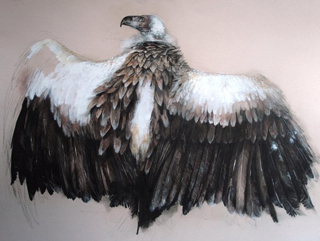 vulture, contemporary drawing, existential