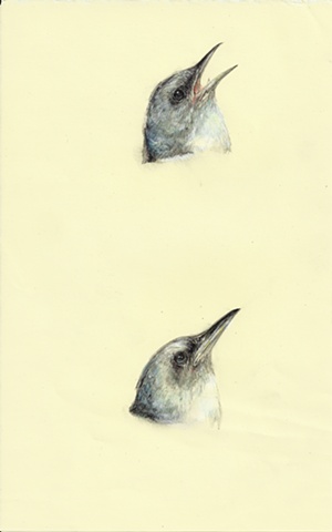 two birds, contemporary drawing, realistic, realism