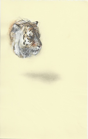 drawing, contemporary, realism, absurd, animal, tiger, minimal