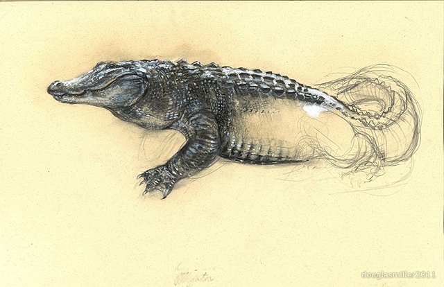 Alligator Jason Noble contemporary drawing