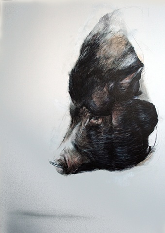 pig, painting, drawing, animals, contemporary, realism