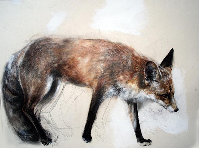 fox, cpntemporary drawing, anti-narrative, magical realism