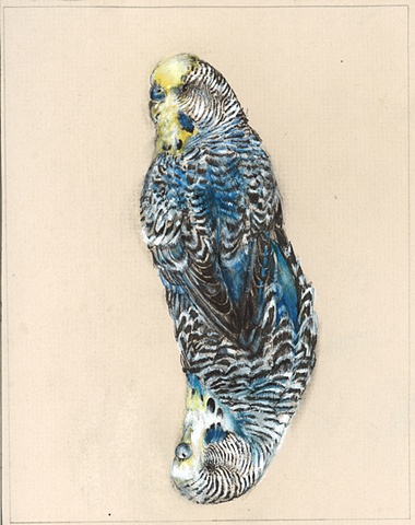 drawing, birds, surreal, detailed