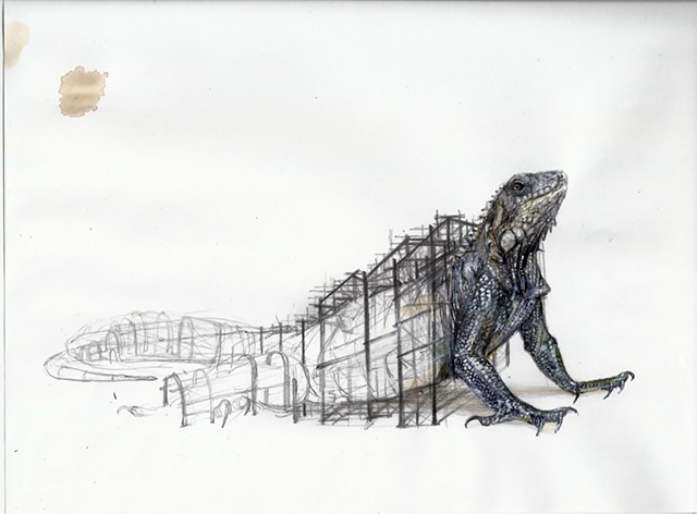 lizard, reptile, contemporary animal art, drawing, new drawing