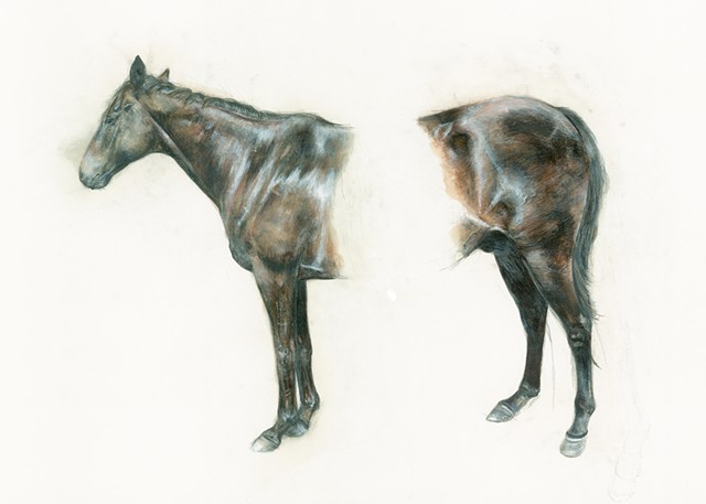 horse, drawing, contemporary realism, kentucky horses, equine art, contemporary drawing