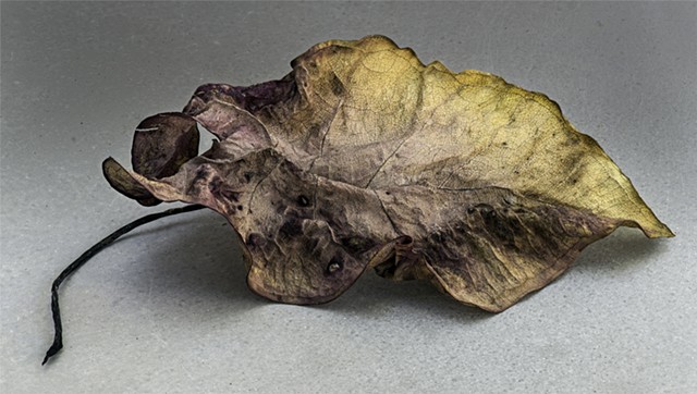 macro focus stacked,panorama of dead leaf.  A  detailed nature study.