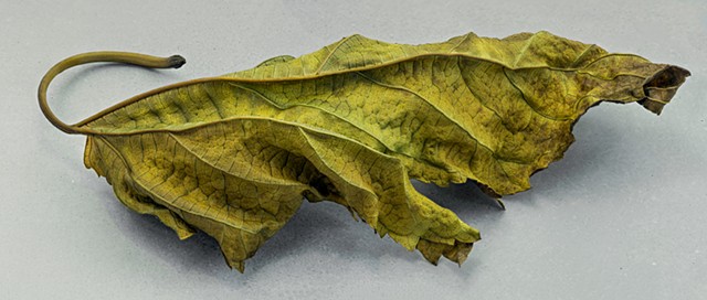 Macro focus stacked,panorama of dead leaf. A very detailed nature study.