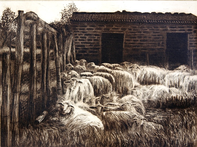 Chianti Sheep