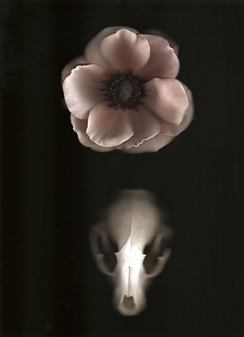 Skull with Flower #1