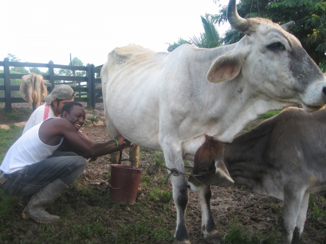 Cityslicker milking a cow