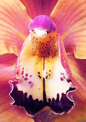 Orchidaceous Pink Beetle