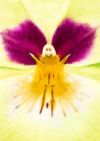 Orchidaceous Yellow Moth